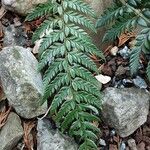 Polystichum polyblepharum Hoja