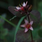 Triadenum virginicum Λουλούδι
