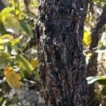 Combretum apiculatum Bark