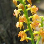 Polystachya paniculata Kwiat