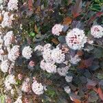 Physocarpus opulifolius Flower