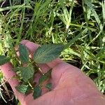 Solanum lycopersicumDeilen