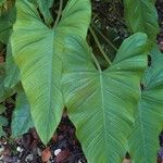 Philodendron giganteum Leaf