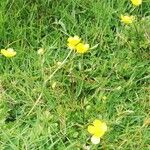 Ranunculus orthorhynchus Fleur