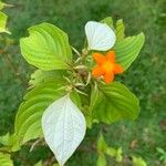 Mussaenda frondosa Flor