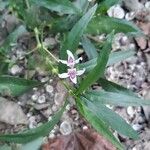 Justicia americana Blomma