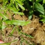 Lepidium virginicum Leaf