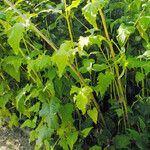 Silphium perfoliatum Kabuk