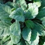 Salvia argentea Costuma