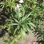 Podocarpus macrophyllus Leht
