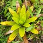 Guzmania plumieri Листок