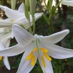 Lilium candidumFloare