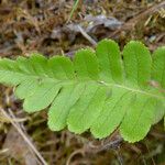 Polypodium hesperium Leaf