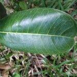 Noronhia emarginata Leaf