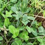Vigna frutescens Blatt