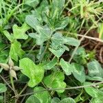 Vigna frutescens Leaf