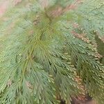 Davallia fejeensis Blatt