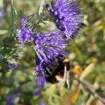 Caryopteris × clandonensisFlower