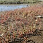 Salicornia europaea Habit