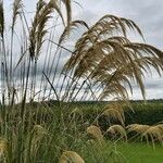 Cortaderia selloanaFuelha