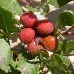 Rhus aromatica Fruit