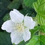 Rubus caesius പുഷ്പം