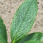 Fadogia triphylla Hoja