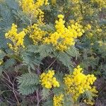 Acacia dealbata Květ