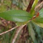 Erythroxylum laurifolium Leaf