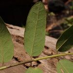 Dalbergiella welwitschii Hoja