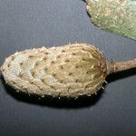 Annona foetida Fruto