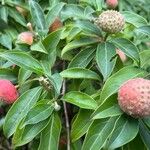 Cornus capitata Floare