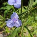 Tradescantia ohiensis Flor
