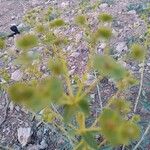 Euphorbia macroclada Other