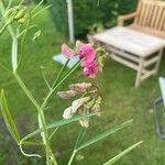 Lathyrus sylvestrisFlower