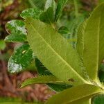Rhododendron fletcherianum Hoja