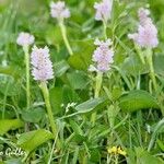 Pontederia rotundifolia Агульны выгляд