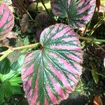 Begonia brevirimosa Leaf