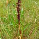 Anacamptis laxiflora Habit