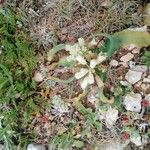 Bellevalia flexuosa Floare