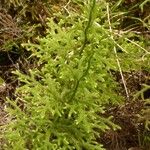 Lycopodiella cernua Habit