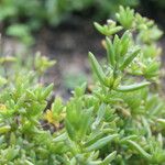 Delosperma rileyi Hábito