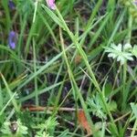 Polygala nicaeensis Likasa