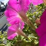 Petunia x atkinsiana Flors