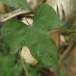 Ipomoea cordatotriloba Leaf