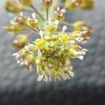 Lepidium campestreFruit