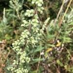 Artemisia douglasiana Vrucht