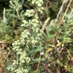 Artemisia douglasiana Плід