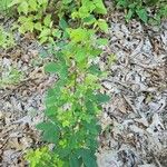 Lespedeza hirta Leaf