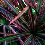 Dracaena reflexa List